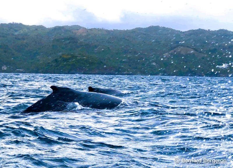 Observation des Baleines a Samana République Dominicaine..