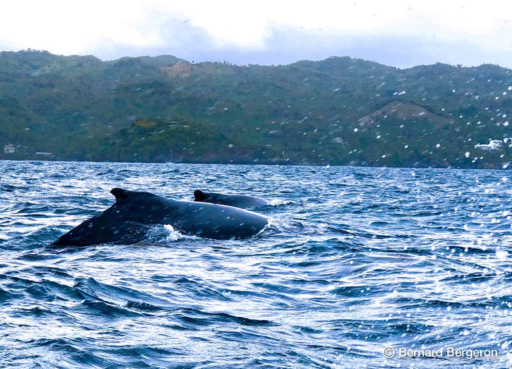 Observation des Baleines a Samana République Dominicaine..