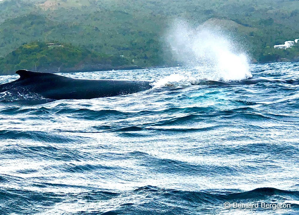 Tour Baleines à Samana République Dominicaine..