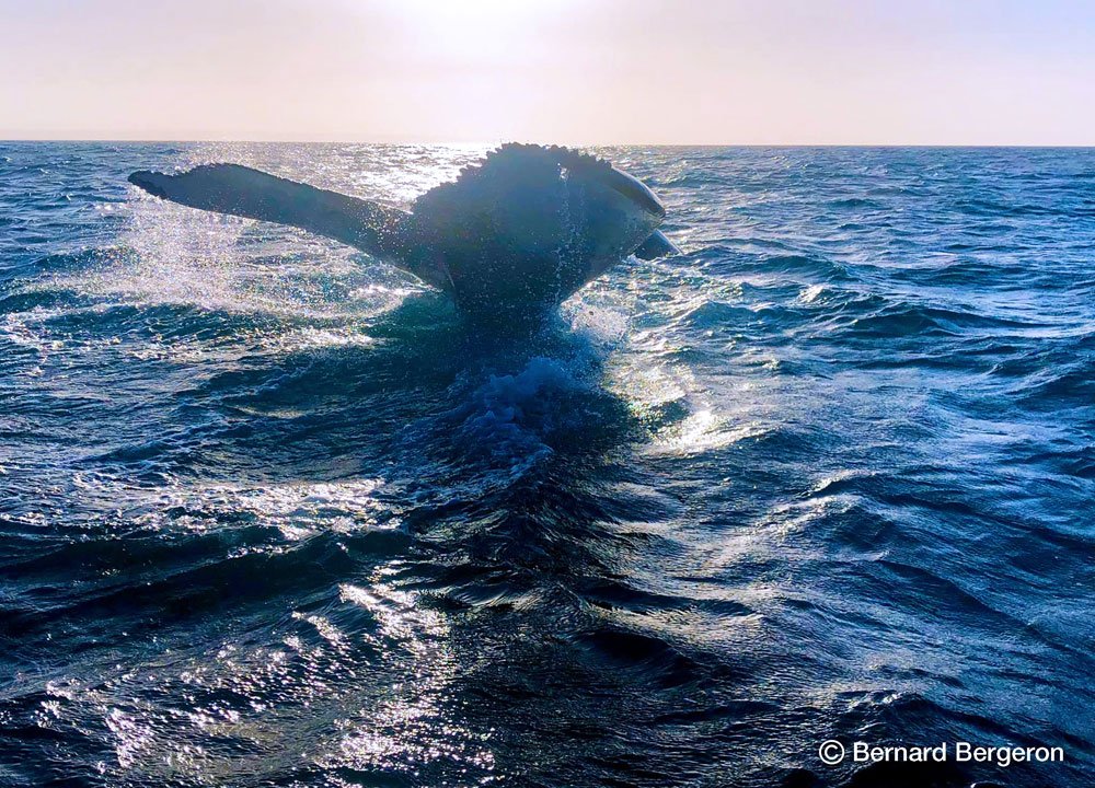 Voyez les Baleines dans la baie de Samana avec nous !