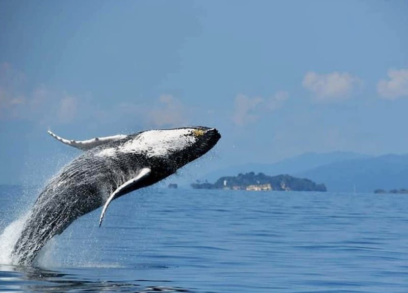 Meilleur Tour pour voir les Baleines à Samana République Dominicaine.