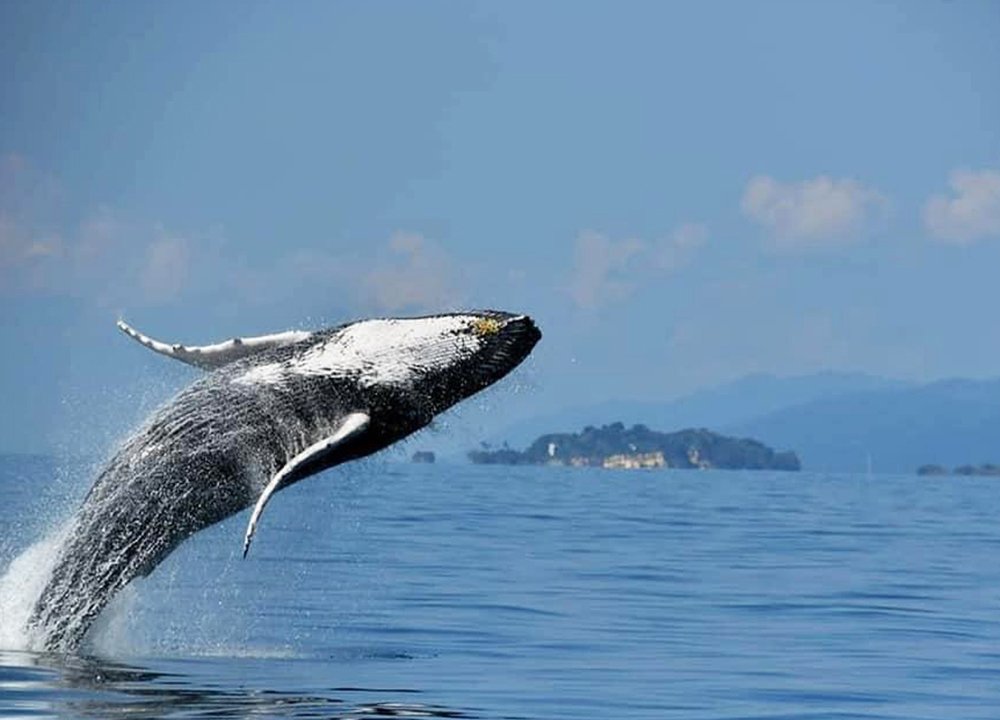 Meilleur Tour pour voir les Baleines à Samana République Dominicaine.