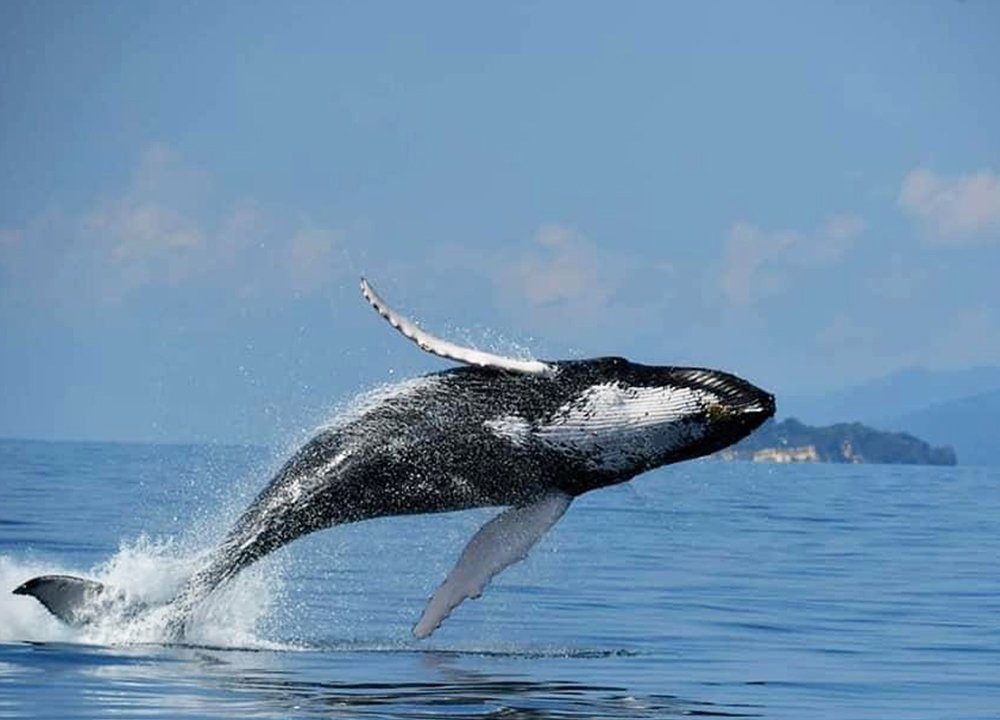 Voir Baleines Samana République Dominicaine.